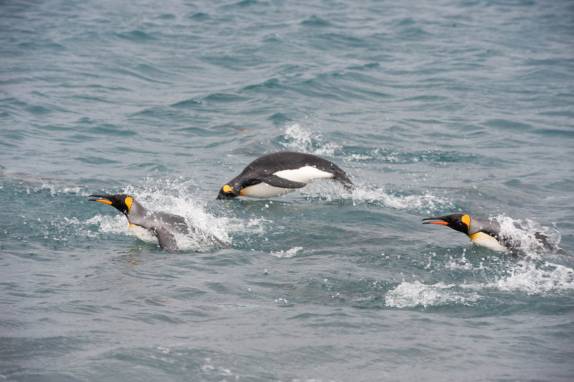 Pinguins rei nadam no mar gelado de Salisbury Plain, na Geórgia do Sul (foto de Vladimir Seliverstov)